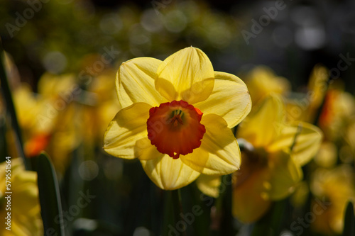 spring flowers in nature