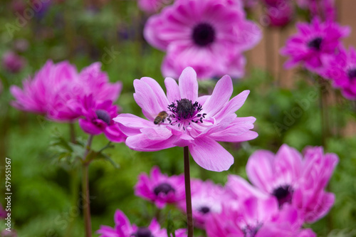 spring flowers in nature