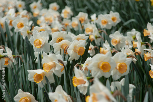 spring flowers in nature