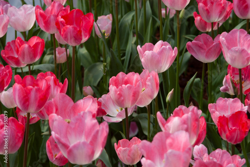 spring flowers in nature