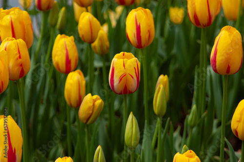 spring flowers in nature