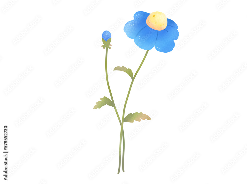 Wild flower illustration 
