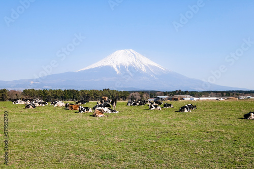 静岡県富士宮市朝霧高原の牧場にいる牛と富士山