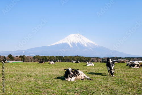 静岡県富士宮市朝霧高原の牧場にいる牛と富士山