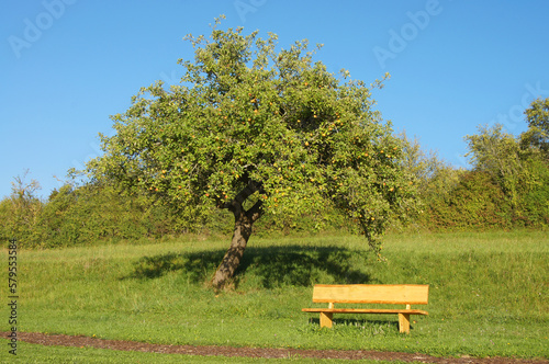 idyllic environment - serene garden paradise for inner peace