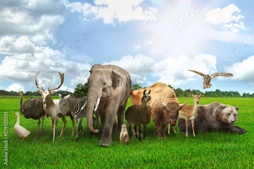 Fototapeta Naklejka Na Ścianę i Meble -  Many different animals on green grass under blue sky