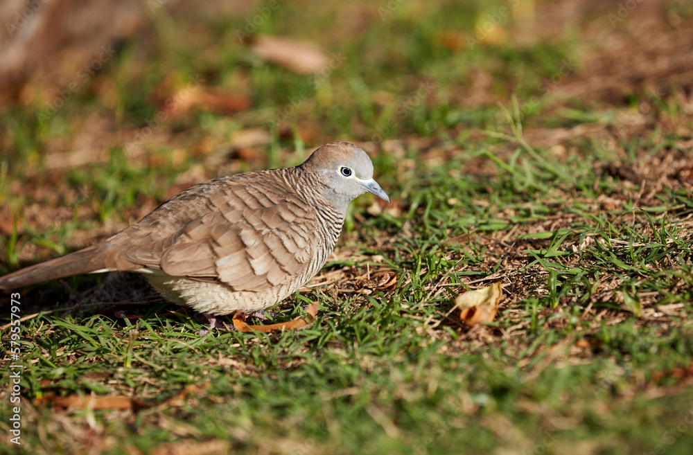 A Ground Dove picking seed from the grass A Ground Dove picking seed from the grass