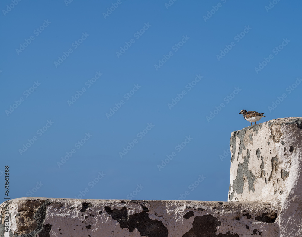 Bird on a Vintage White and Gray Wall Under Turquoise Blue Sky.