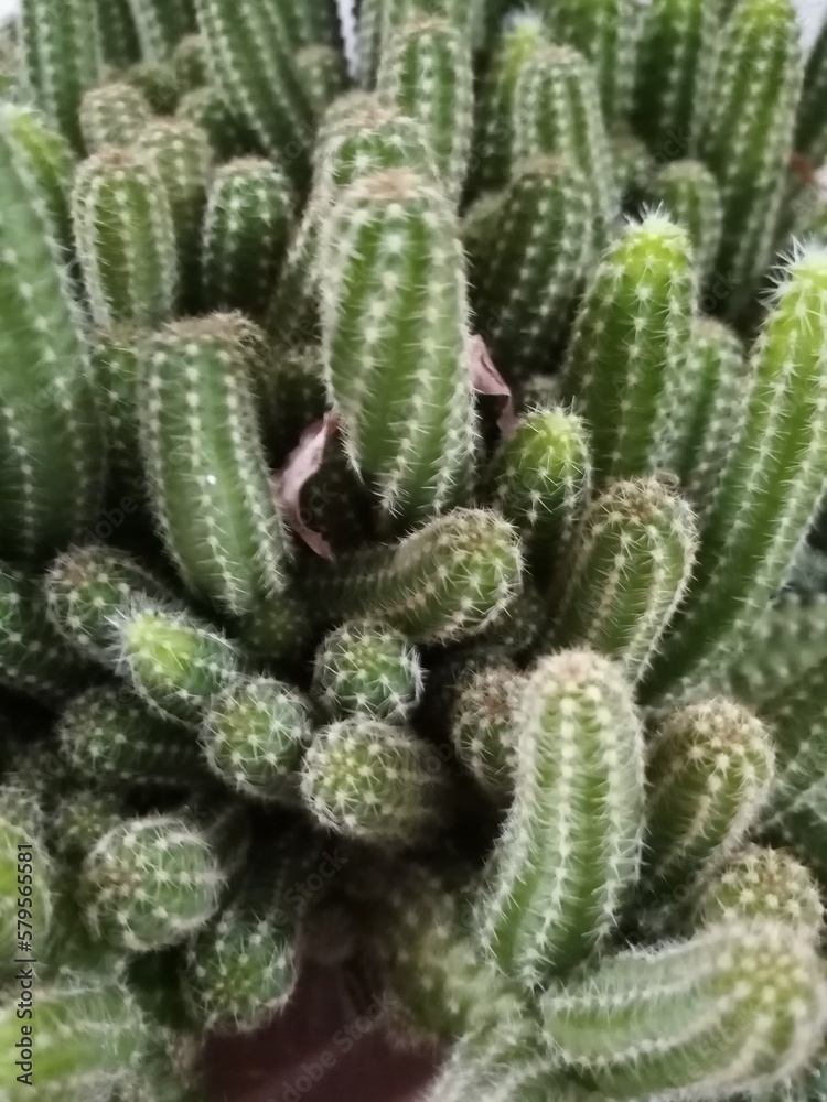 cactus cactus