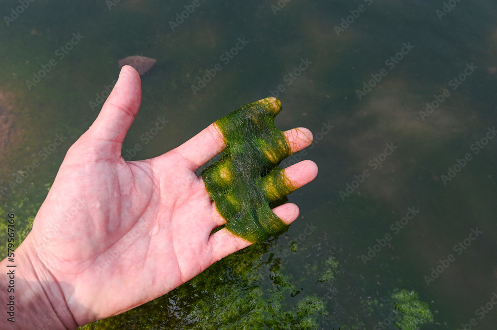Freshwater seaweed sale