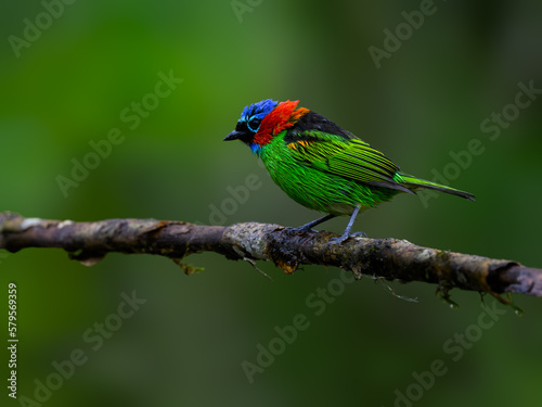 Red-necked Tanager on stick on rainy day against dark green background