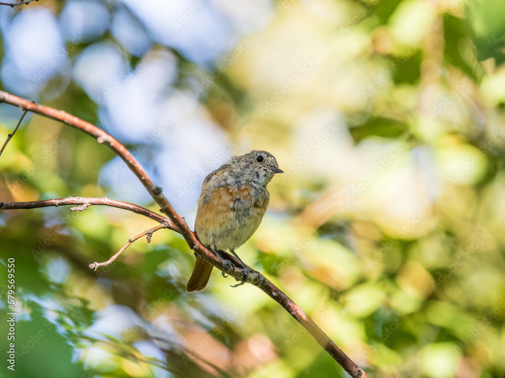 The common redstart, Phoenicurus phoenicurus, young bird, is photographed in close-up sitting on a branch against a blurred background. The common redstart, Phoenicurus phoenicurus, young bird, is photographed in close-up sitting on a branch against a blurred background.