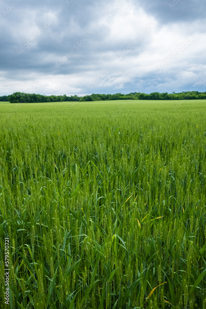 Wheat Field in rural Nashville, Tennessee Wheat Field in rural Nashville, Tennessee