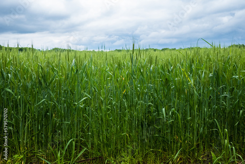 Wheat Field in rural Nashville, Tennessee