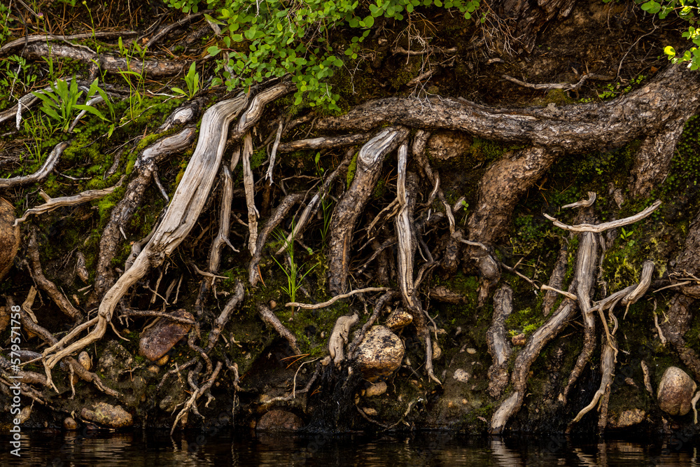 Roots of Tree System Exposed along Yosemite Creek Shore Roots of Tree System Exposed along Yosemite Creek Shore