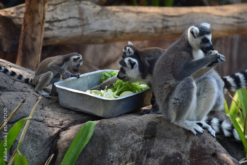 Obraz premium African Wildlife in the Zoo