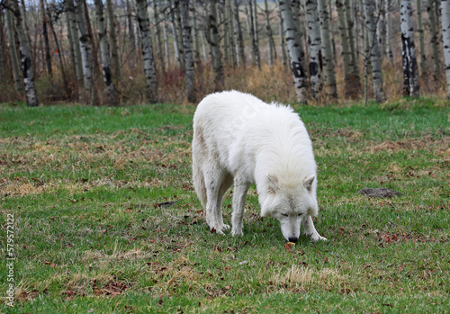 White Wolfdog sniffing - Canada