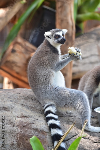 African Wildlife in the Zoo