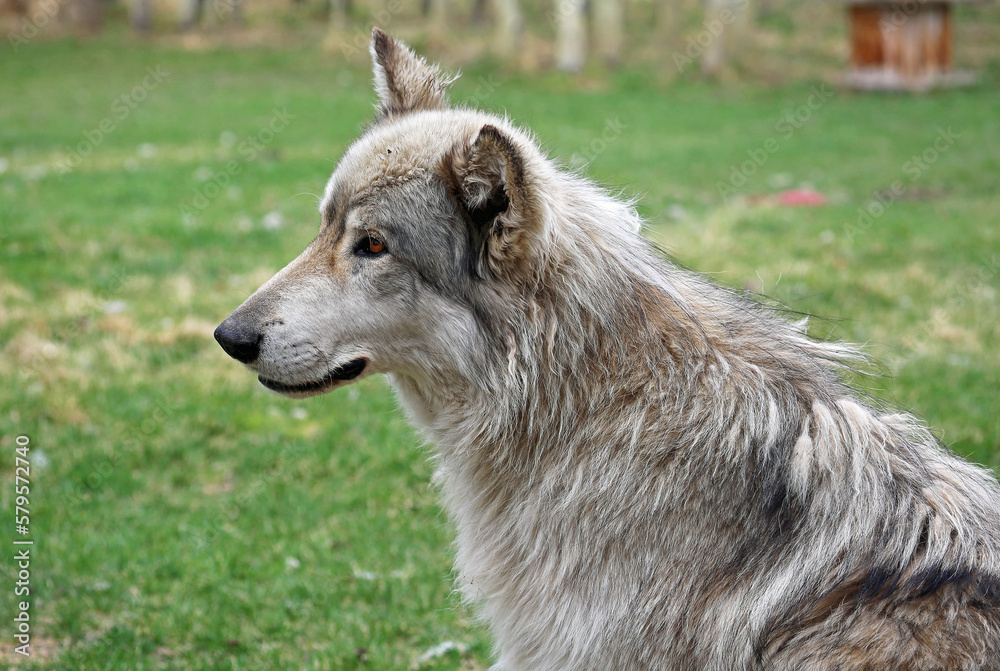 Fototapeta premium Cute Wolfdog - Canada