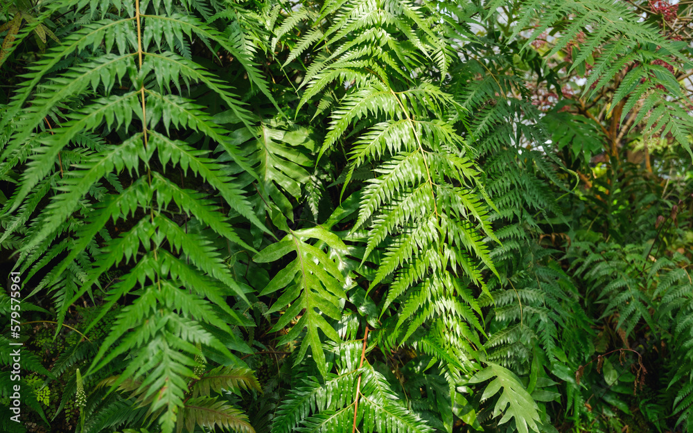Closeup image of Fern leaves in the garden