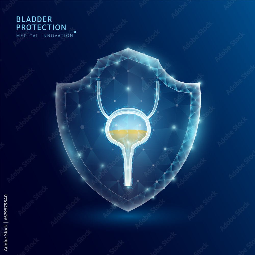 Human bladder anatomy organ translucent low poly triangle inside shield futuristic glowing. On dark blue background. Immunity protection medical innovation concept. Vector EPS10.