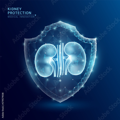 Human kidney anatomy organ translucent low poly triangle inside shield futuristic glowing. On dark blue background. Immunity protection medical innovation concept. Vector EPS10.