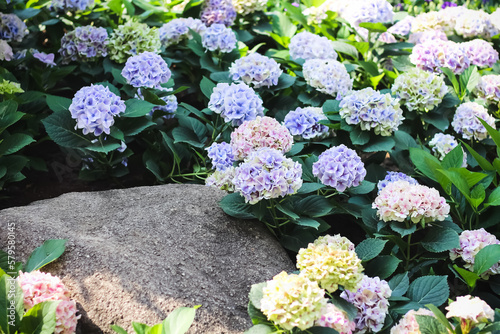 Colorful hydrangea macrophylla field flowers blooming (hortensia) with green leaf and stone in garden background photo
