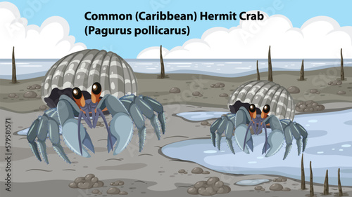 Common Hermit Crab Mangrove Forest Animal