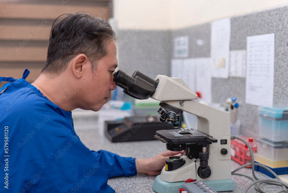 A male laboratory technician or microbiologist checking a cultured sample with a microscope. A male laboratory technician or microbiologist checking a cultured sample with a microscope.