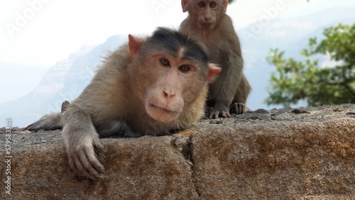 Obraz na płótnie A pair of Wild playful monkeys in India w salonie