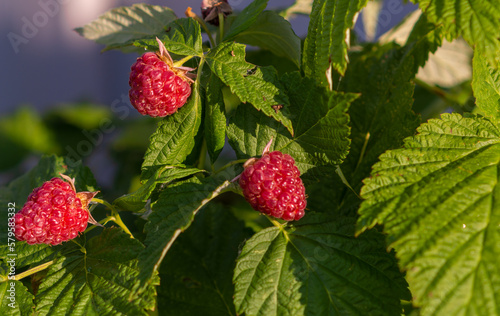 Large ripe red berries of varietal raspberries hang on the branches. 