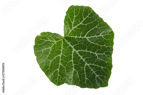 Pumpkin leaves isolated on a transparent background.