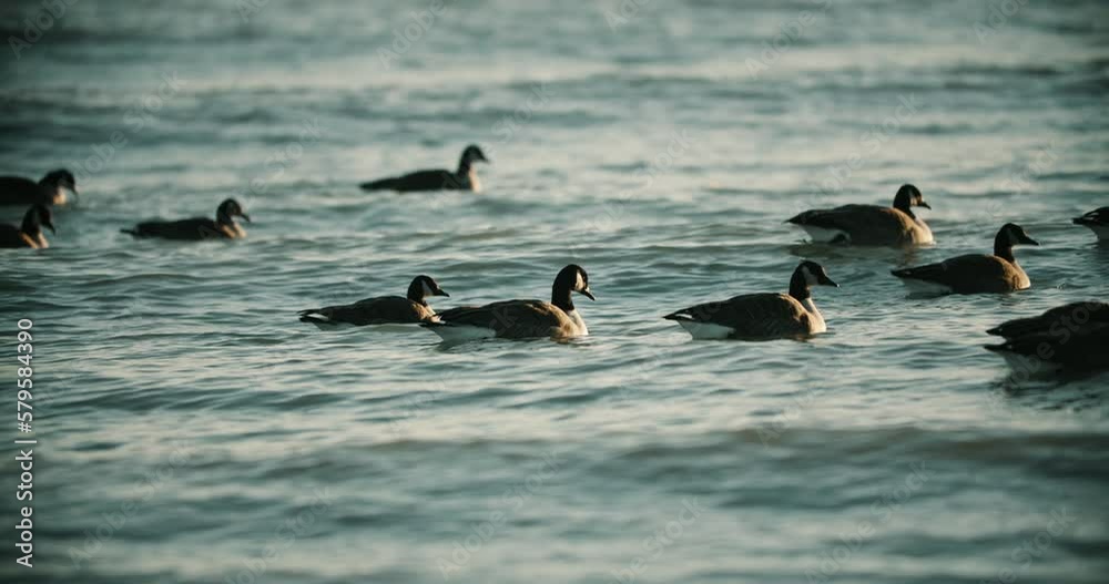 Wild Canadian Geese Swimming in Lake Water Waves during Summer Sunset. Slow Motion Goose Flock Bird Migration Waterfowl Family Close Up Drinking Sunrise 4K Wild Canadian Geese Swimming in Lake Water Waves during Summer Sunset. Slow Motion Goose Flock Bird Migration Waterfowl Family Close Up Drinking Sunrise 4K