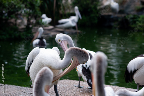 pelicans in the Indonesian Ragunan Zoo with a natural background. Selective Focus.  photo