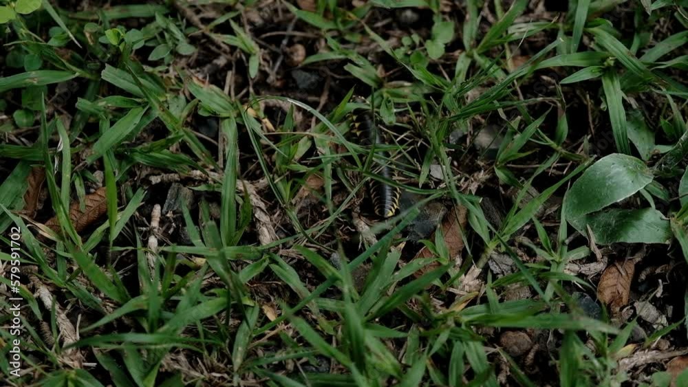 View of yellow-spotted millipede crawling through the lawn, forest ecosystem, static View of yellow-spotted millipede crawling through the lawn, forest ecosystem, static