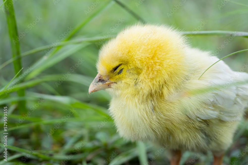 Chicks are sick on the farm. Macro shoot