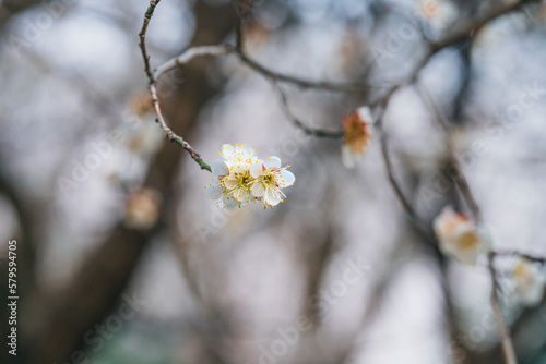 cherry blossom in spring © Neo_Choi