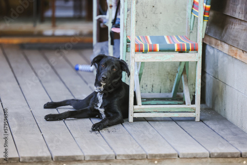 Black Kelpie x Labrador sitting on back deck. Relaxed dog at home