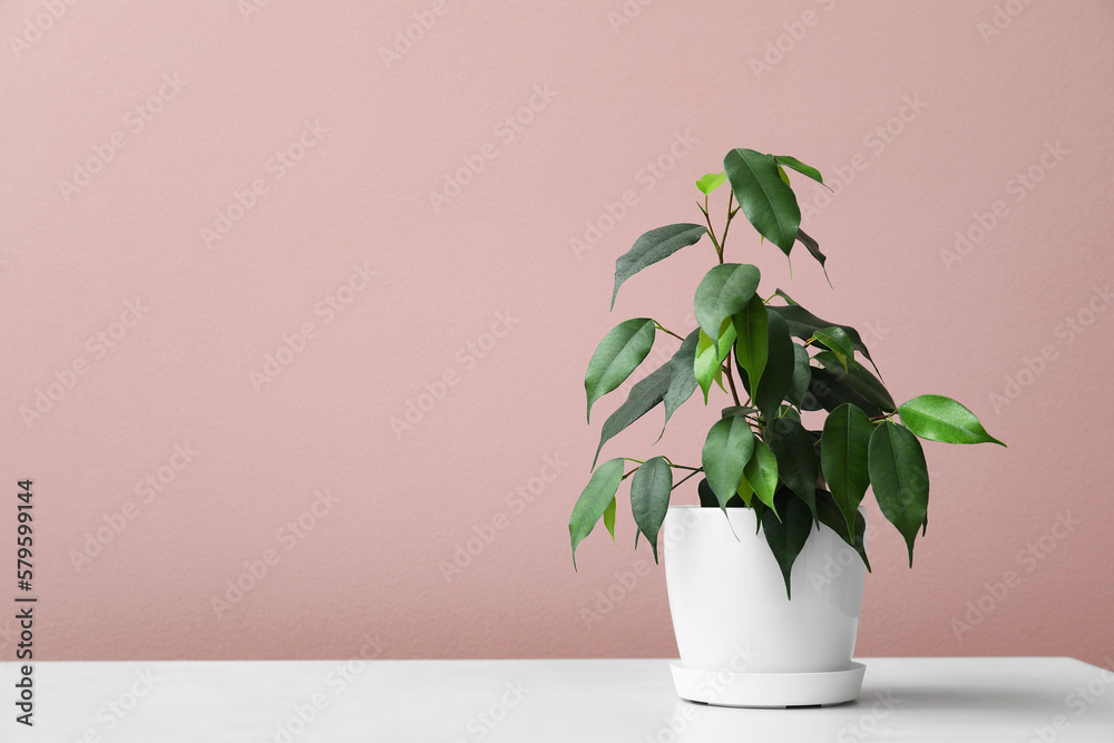 Ficus benjamina on table near pink wall Ficus benjamina on table near pink wall