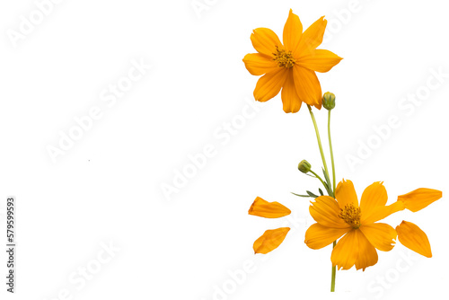 Fototapeta Naklejka Na Ścianę i Meble -  orange flowers cosmos arrangement flat lay postcard style 
