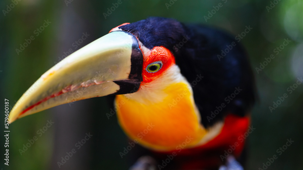 Toucan Toucan