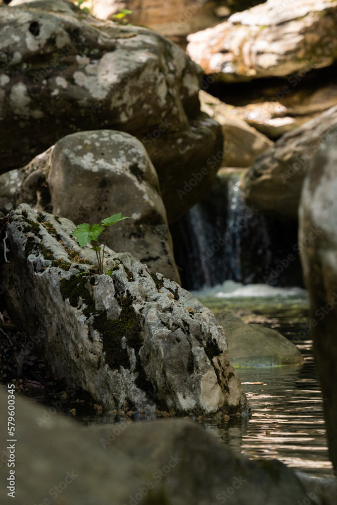 stream in the forest