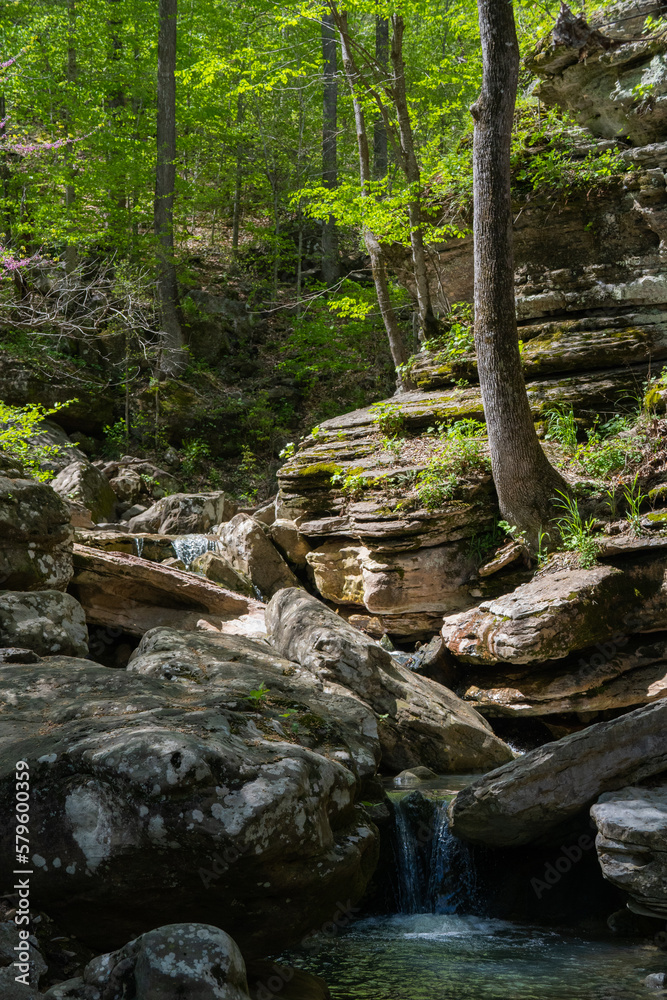 stream in the forest