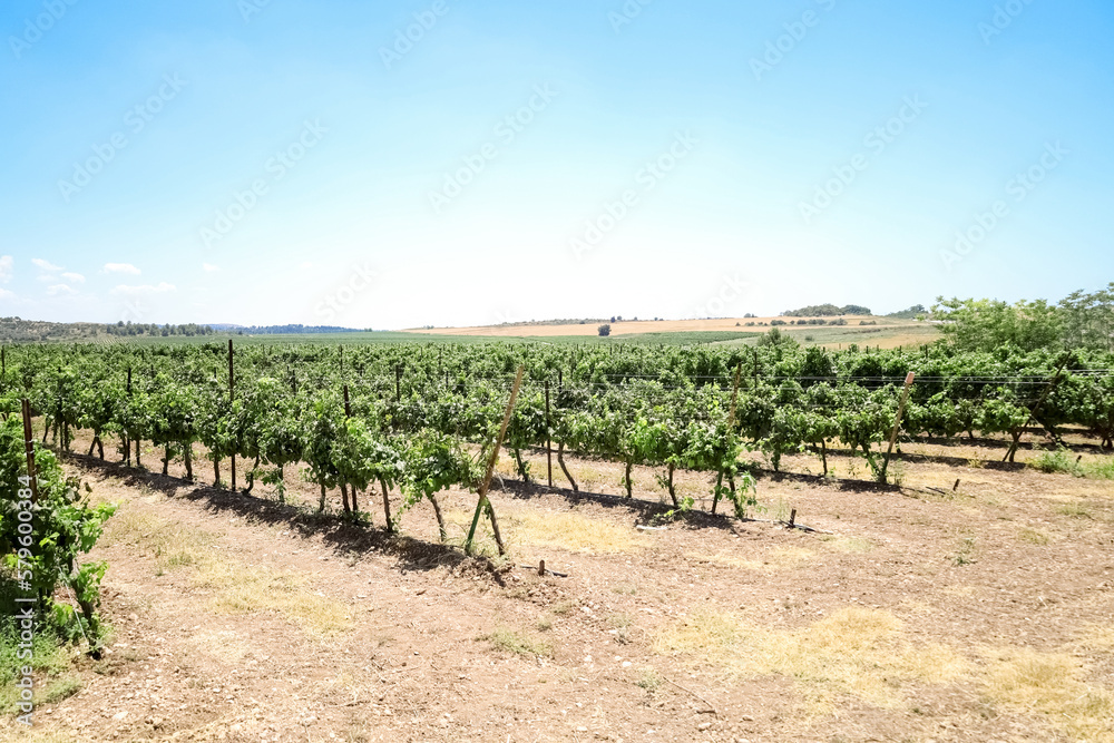 View of beautiful vineyard in countryside View of beautiful vineyard in countryside