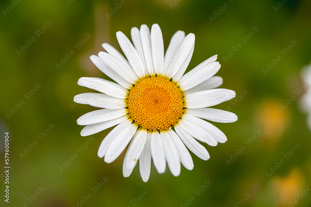 Close-up of common daisy, turkish name Close-up of common daisy, turkish name