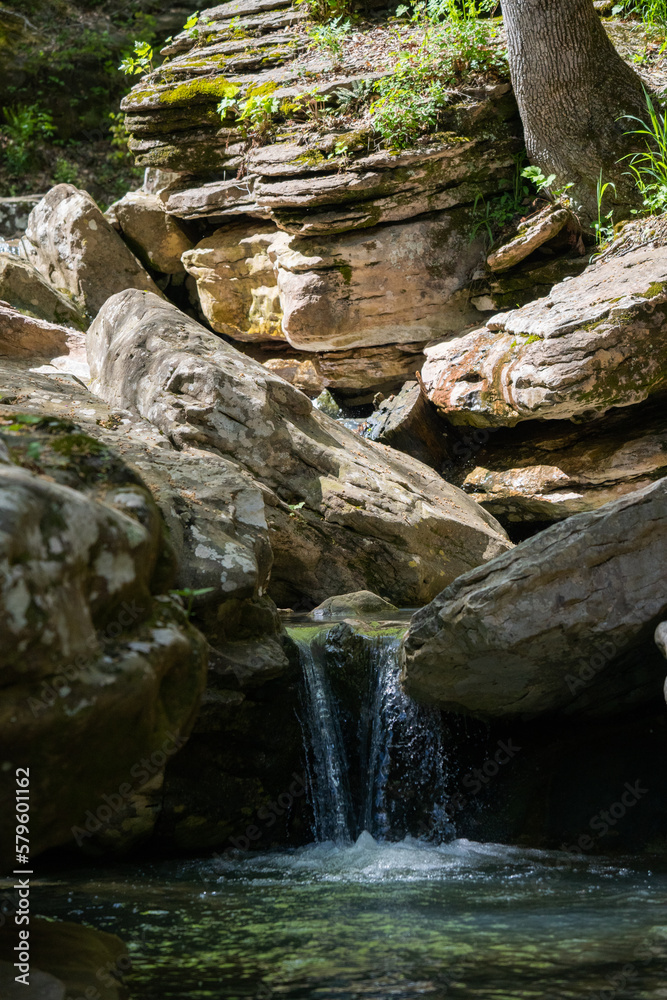 stream in the forest
