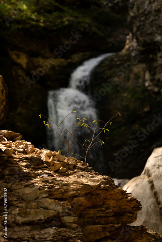 sapling by waterfall