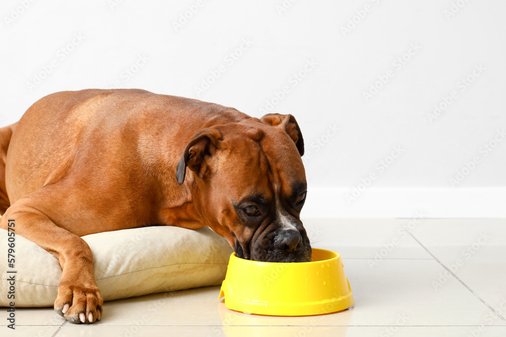 Fototapeta premium Boxer dog drinking water from bowl on pet bed near light wall