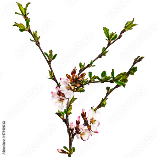 Cherry stem with young green leaves and delicate white-pink flowers isolated on white or transparent background. Raster clipart of the blooming spring symbol