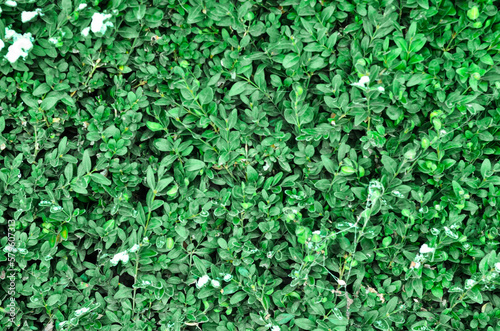 Evergreen plant with green leaves and snow, closeup